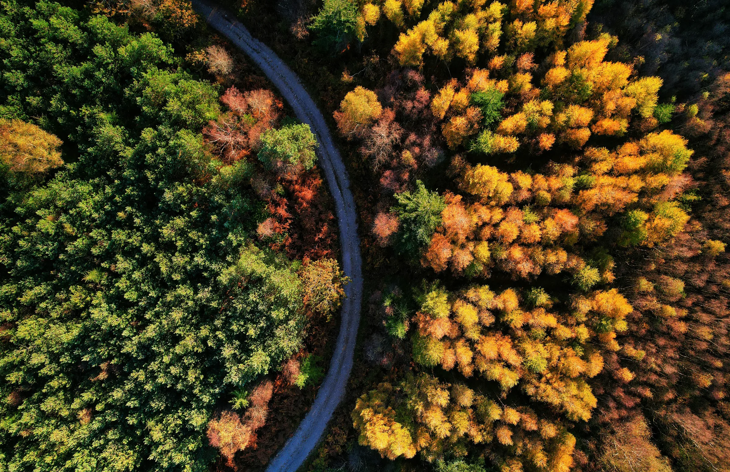 Aerial view of a forest with green and autumn-coloured trees